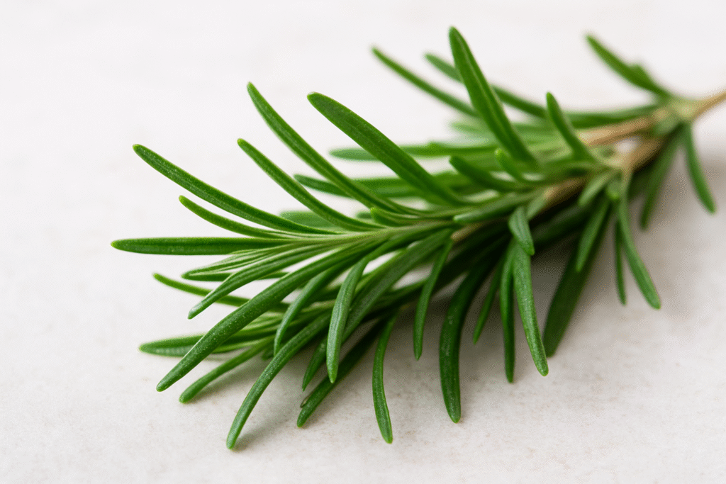 Alecrim: energia e memória ativa