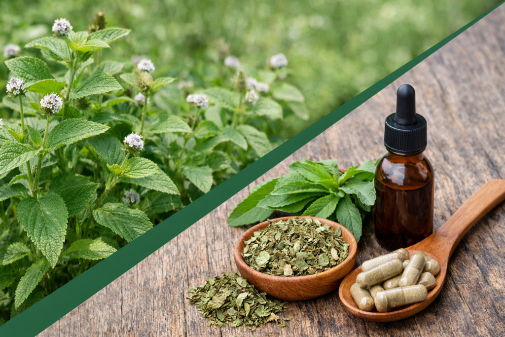 Imagem dividida na diagonal onde na parte superior esquerda está a planta da melissa brasileira com suas folhas verdes cheias de nervuras e com pequenas flores cor roxa bem claro. Na parte inferior direita está a melissa brasileira e seus benefícios, uma colher de madeira com cápsulas, um pote de madeira cheio de folhas secas e picadas, algumas folhas frescas e um frasco de vidro com tintura de melissa brasileira