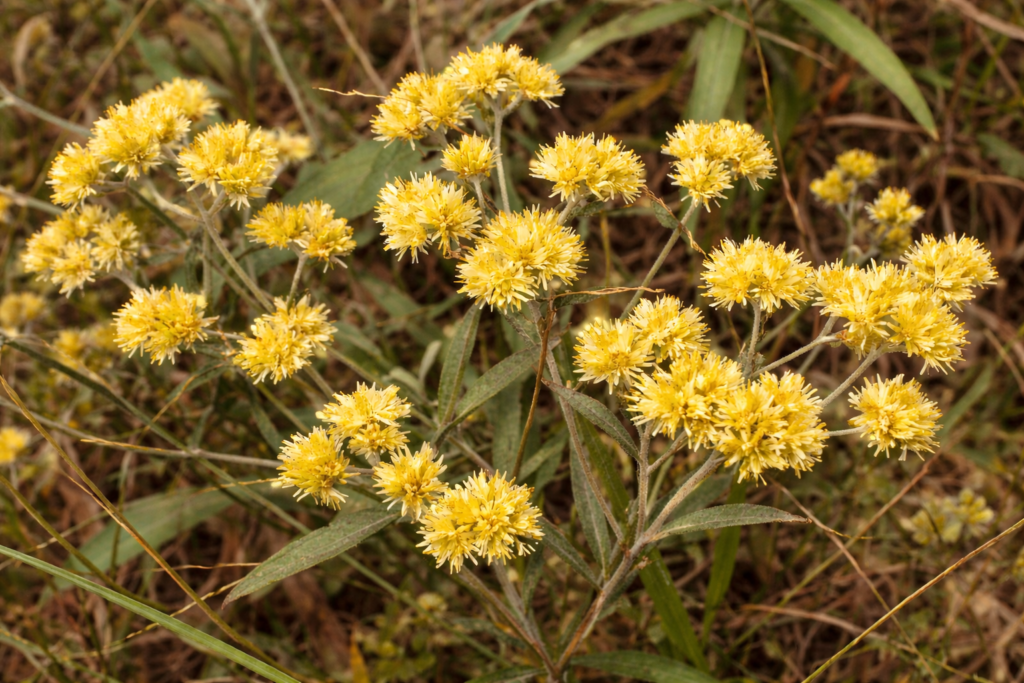 Uma planta de Marcela com suas folhas longas e achatadas de cor verde acinzentadas, com suas pequenas flores de cor amarela dourada com várias pequeninas pétalas.