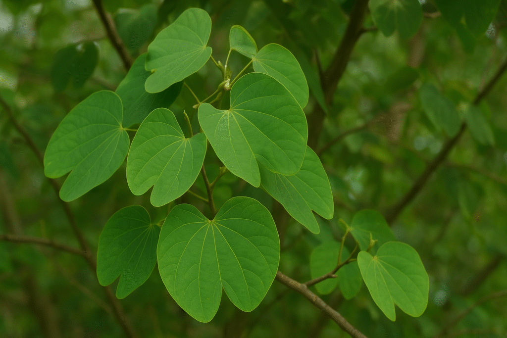 Uma árvore chamada pata de vaca, como é possível ver nas folhas em destaque esta planta recebe este nome devido a aparência das folhas ser da pata do animal vaca.