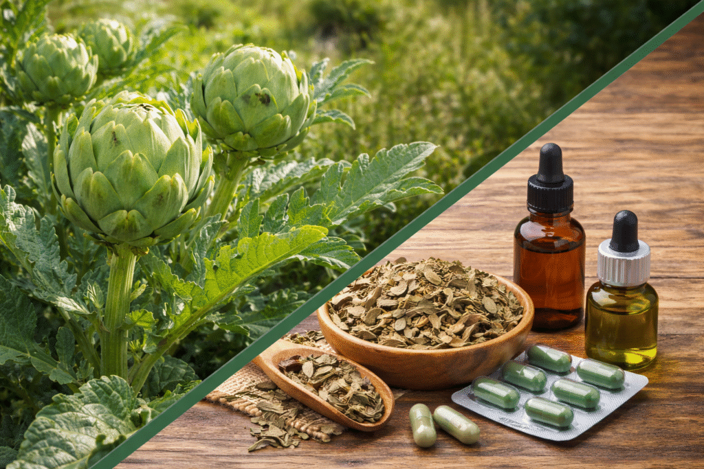 Imagem com divisão em diagonal onde na parte superior esquerda está uma planta de alcachofra com suas folhas verde acinzentadas longas e na ponta um grande botão de flor também chamado coração de alcachofra. Na parte inferior direita está a forma de aproveitar a alcachofra e seus benefícios com folhas secas em um pote de porcelana e uma colher de madeira, uma cartela com cápsulas e duas cápsulas soltas, um frasco de vidro com tintura e outro frasco de vidro com óleo essencial.