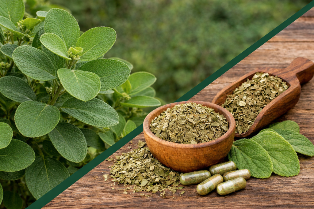 Imagem dividida na diagonal onde na parte superior esquerda está uma planta de boldo com suas folhas verdes com aspecto grosso. Na parte inferior direita está o boldo para uma digestão saudável em forma de cápsulas, folhas verdes e em um pote e um medidor de madeira folhas secas e picadas de boldo para chá.