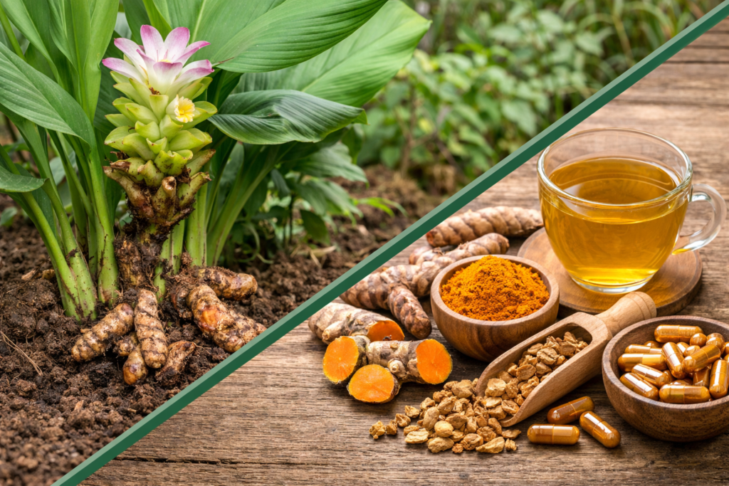 Imagem dividida na diagonal onde na parte superior esquerda esta a planta de cúrcuma com suas folhas largas e verdes com uma flor tipo de bromélia na cor verde claro e com a ponta da flor na cor branca com manchas roxas e na terra os seus rizomas. Na parte inferior direita está a cúrcuma e seus benefícios em forma de cápsulas em um pote de madeira, como raiz seca e cortada num medidor de madeira, em pó num pote pequeno de madeira, as raízes inteiras e cortadas e uma xícara de vidro cheia de chá de cúrcuma.