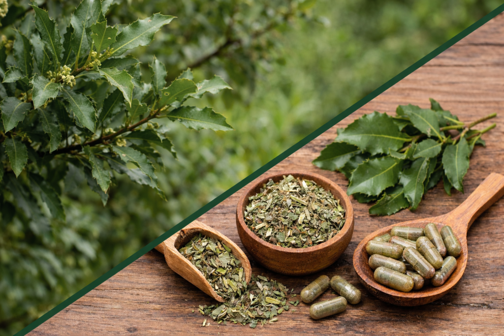 Imagem dividida na diagonal onde na parte esquerda superior tem uma planta de espinheira santa com suas folhas verdes com bordas espinhosas. No lado direito inferior está a espinheira santa e seus benefícios em forma de cápsulas em uma colher de madeira e um pote e um medidor de madeira com folhas secas e picadas para chá, mais ao fundo folhas verdes de espinheira santa.
