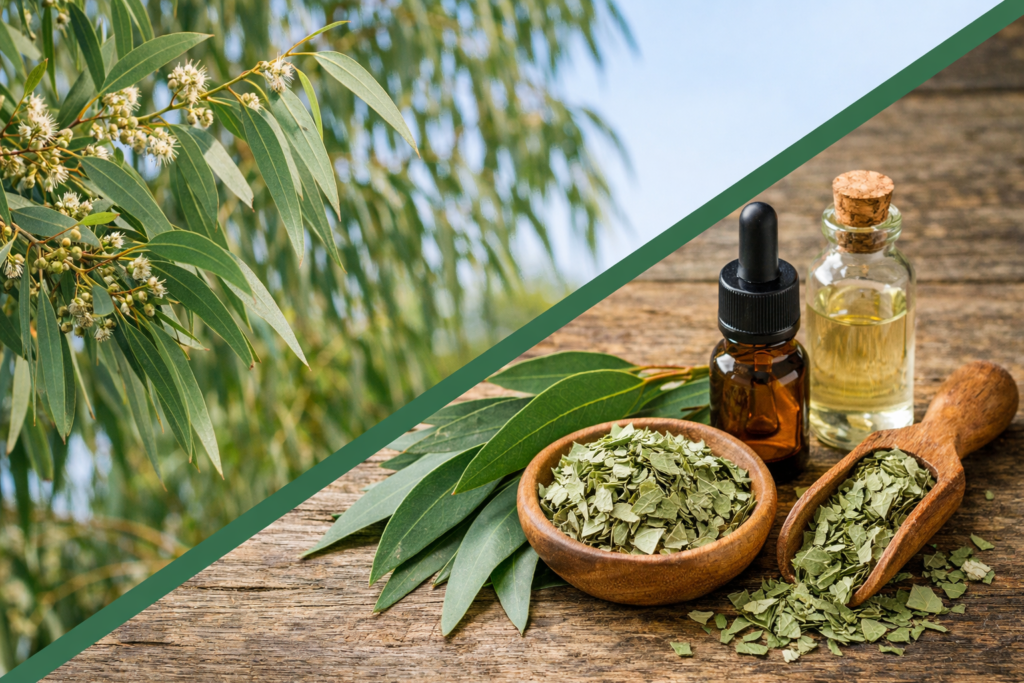 Imagem dividida na diagonal onde na parte superior esquerda está uma árvore de eucalipto com suas folhas longas e estreitas de cor verde acinzentadas. Na parte inferior direita está o eucalipto e seus benefícios, um pote  e um medidor de madeira com folhas secas ao lado de folhas frescas de eucalipto para fazer chá, um frasco de vidro com óleo essencial e outro frasco de vidro com tintura de eucalipto.