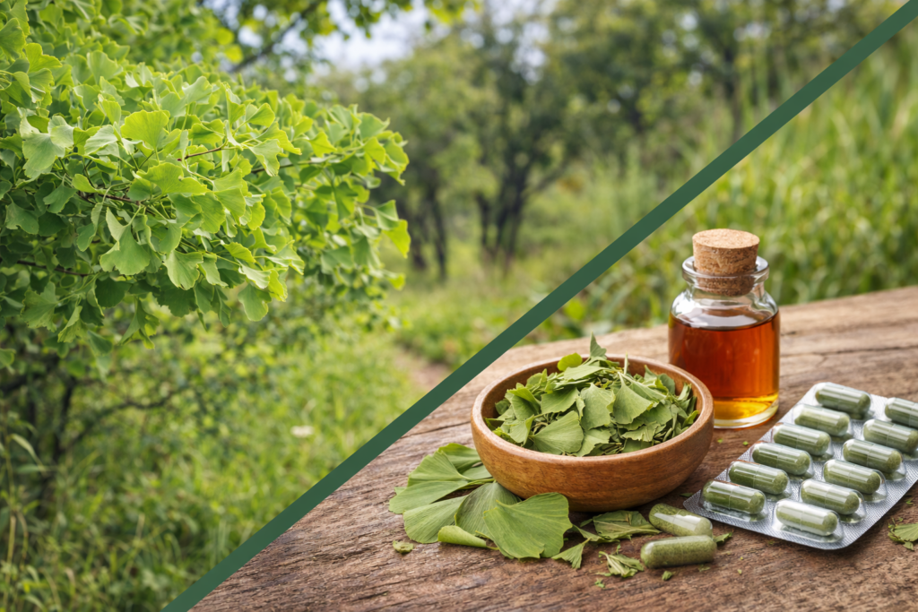 Imagem dividida na diagonal onde na parte superior esquerda está uma árvore de ginkgo biloba com suas folhas finas em forma de leque na cor verde claro. Na parte inferior direita está a ginkgo biloba e seus benefícios, uma cartela com cápsulas, um pote de porcelana com folhas frescas para chá, algumas folhas espalhadas e um frasco de vidro com tintura de ginkgo biloba.