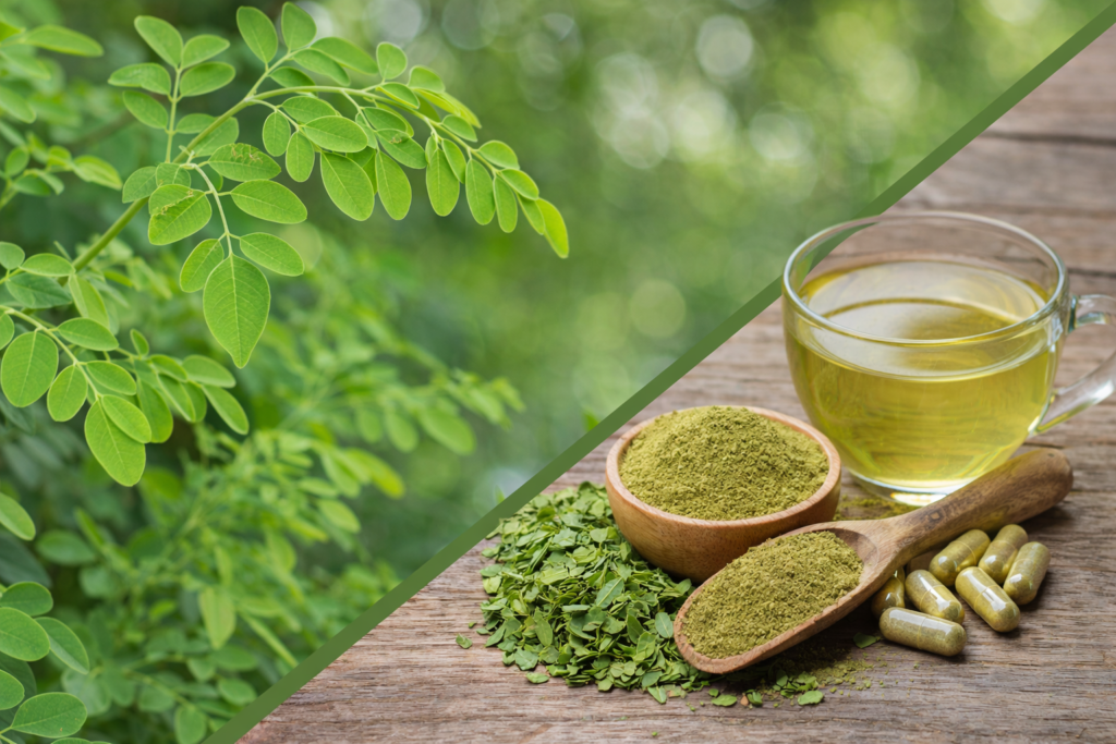imagem dividida na diagonal onde na parte superior esquerda está a planta de moringa com destaque para a ponta de um galho onde aparecem suas várias pequenas folhas verdes. Na parte inferior direita está a moringa e seus benefícios, algumas cápsulas, um pote e uma colher de madeira com pó, algumas folhas secas e uma xícara de vidro com chá de moringa.