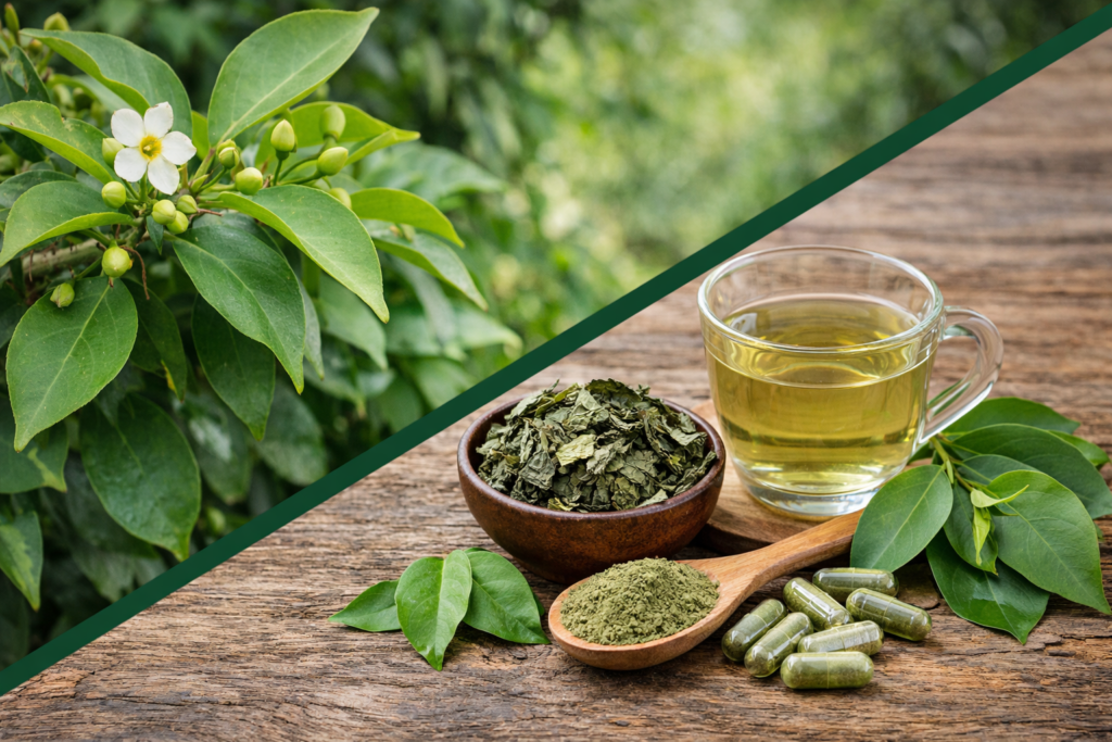 Imagem dividida na diagonal onde na parte superior esquerda está uma plnat de ora pro nóbis com suas folhas verdes, alguns botões e uma flor branca. Na parte inferior direita está o ora-pro-nóbis e seus benefícios, algumas folhas frescas, alguma cápsulas, uma colher de madeira com pó, uma tigela de madeira com folhas desidratadas e uma xícara de vidro com chá de ora pro nobis.