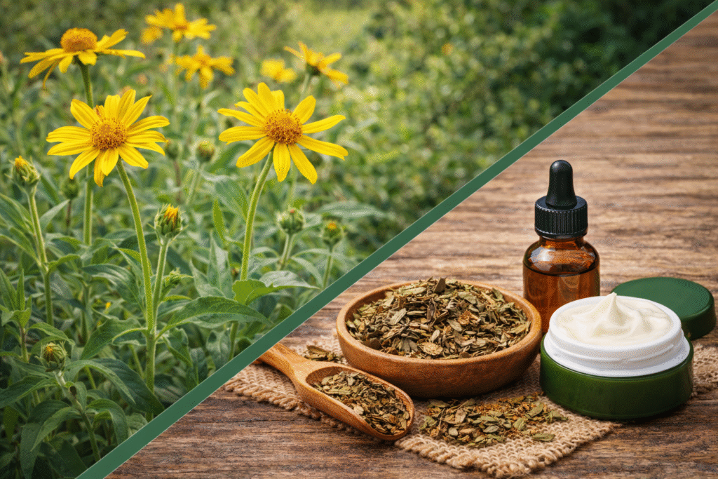 Imagem dividida na diagonal onde na parte esquerda superior estão plantas de arnica com folhas verdes e em hastes um pouco mais distantes do chão estão as flores com miolo amarelo e pétalas estreitas e longas na cor amarela. No lado direito inferior estão como a arnica e seus benefícios anti-inflamatórios são usados, um pote de porcelana e uma colher de madeira com folhas secas para fazer compressas, um pote de plástico com pomada e um frasco de vidro com tintura de arnica.