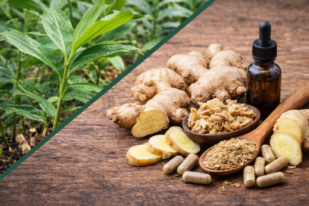 Imagem dividida em diagonal onde na parte esquerda superior está uma planta de gengibre com suas folhas médias estreitas e longas na cor verde. Na parte inferior direita está o gengibre e seus benefícios, algumas raízes inteiras e cortadas de gengibre, alguma cápsulas, um pote e uma colher de madeira com raiz de gengibre ralado e seco e um frasco de vidro com tintura de gengibre.