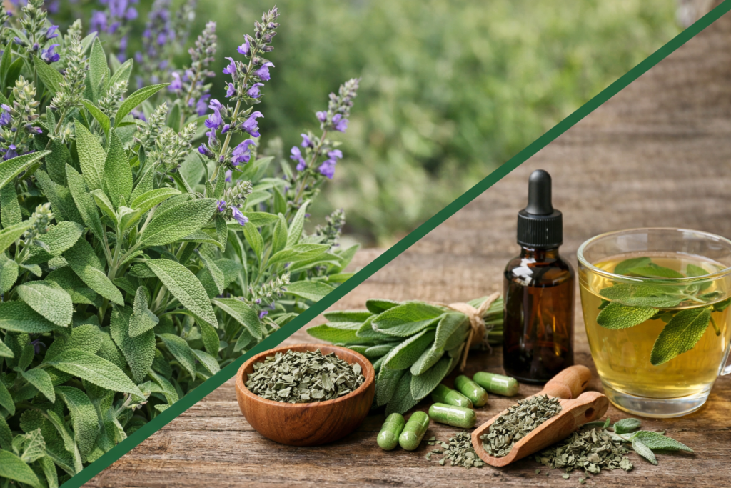 Imagem dividida na diagonal onde na parte superior esquerda está uma planta de sálvia com suas folhas alongadas na cor verde acinzentadas e aveludadas e algumas flores roxas pequenas. Na parte inferior direita está a forma de aproveitar os benefícios da sálvia, uma xícara com chá, um pote e um medidor de madeira com folhas secas e picadas, algumas folhas frescas de sálvia, algumas cápsulas espalhadas e um frasco de vidro com tintura de sálvia.