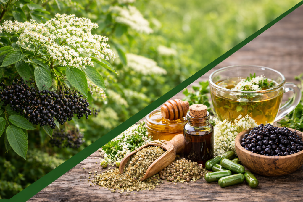 Imagem dividida na diagonal onde na parte superior esquerda está uma árvore de sabugueiro com destaque para um galho com suas folhas verdes, vários cachos de flores pequenas e brancas e uns cachos de frutos pequenos, redondos na cor preta. Na parte inferior direita está o sabugueiro e seus benefícios , uma tigela com frutos pretos e pequenos, algumas cápsulas, um frasco de vidro com tintura, um medidor com flores secas algumas flores e folhas frescas e uma xícara de vidro com chá de sabugueiro.