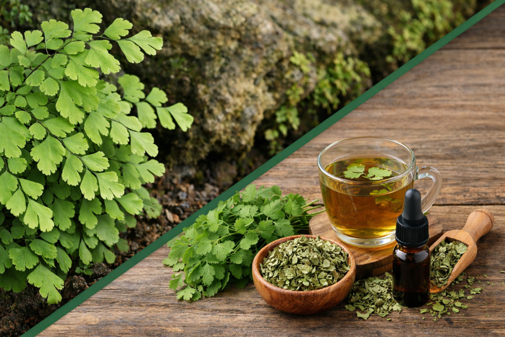 Imagem dividida na diagonal onde na parte superior esquerda está a planta de avenca com suas pequenas folhas verde claro e de espessura bem fina. Na parte inferior direita está a avenca e seus benefícios, um pote e um medidor de madeira com folhas secas e picadas, um frasco de vidro com tintura, um maço de folhas frescas e uma xícara com chá de avenca.