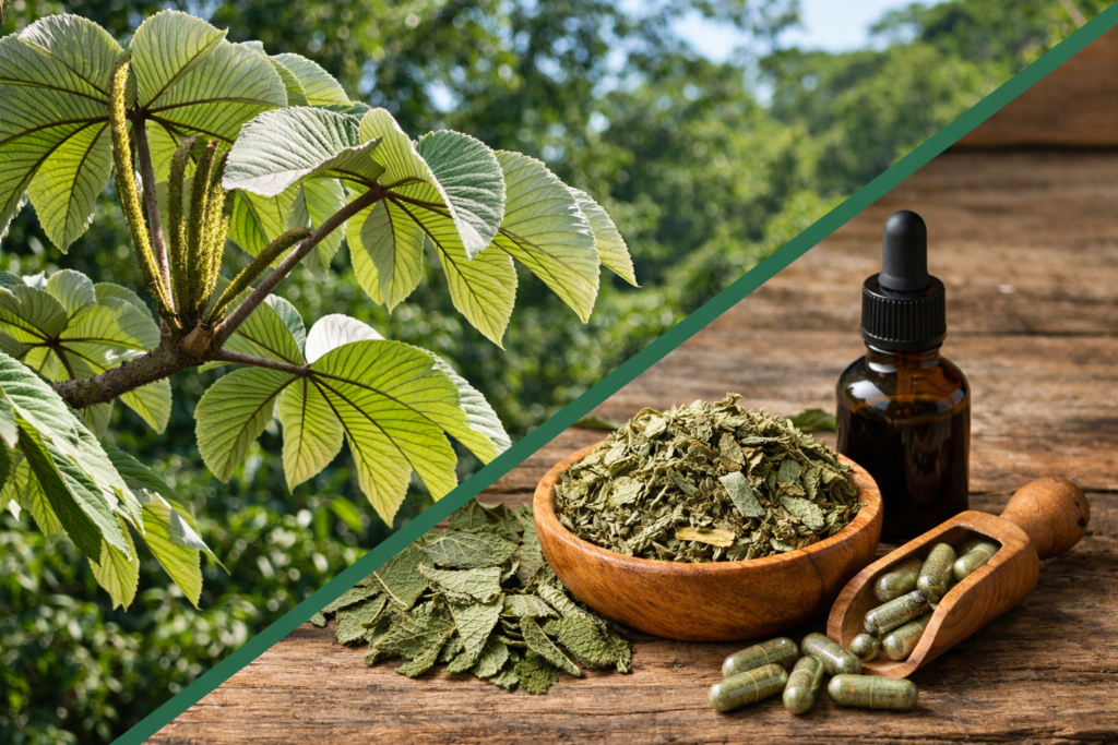 Imagem dividida na diagonal onde na parte superior esquerda está a planta de embaúba com suas folhas grandes na cor verde acinzentadas. Na parte inferior direita está a embaúba e seus benefícios, algumas cápsulas espalhadas, um pote de madeira com folhas secas e picadas e um frasco de vidro com tintura de embaúba.