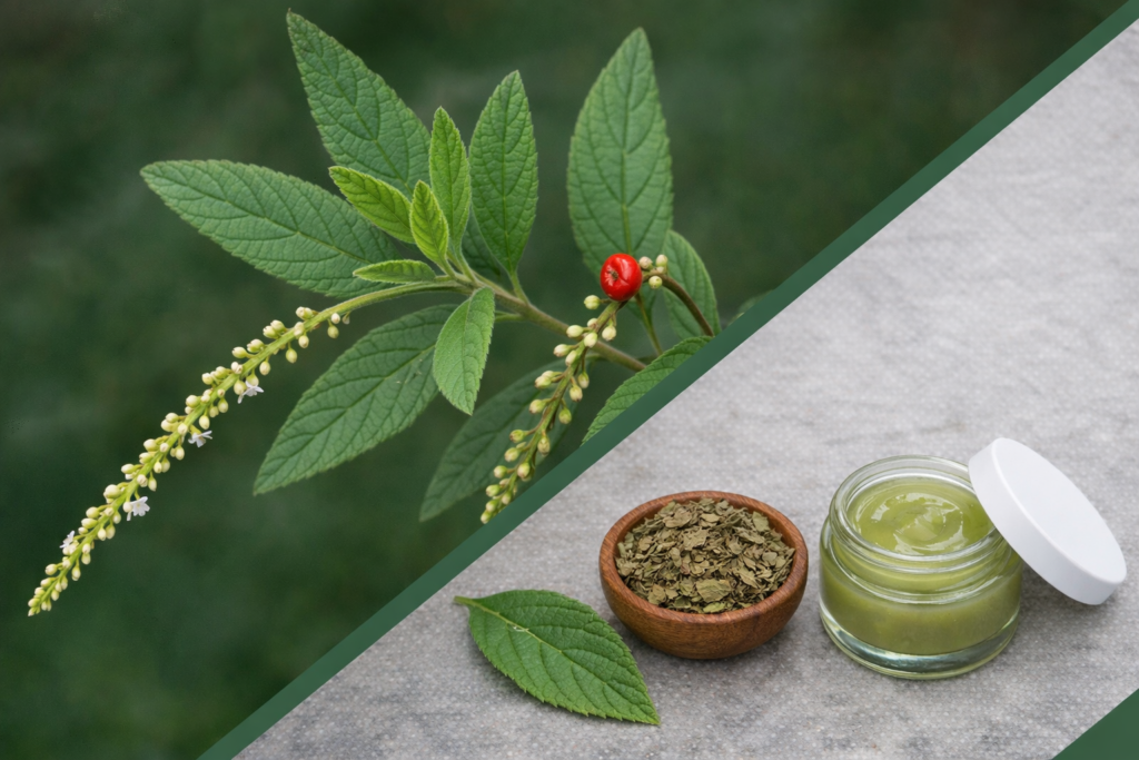 Imagem dividida na diagonal onde na parte superior esquerda está uma planta de erva baleeira com suas folhas verdes alongadas e cheia de nervuras, com cachos de pequenas flores brancas e um fruto pequeno de cor vermelho. Na parte inferior direita está a erva-baleeira e seus benefícios em forma de pomada em um pote de vidro, com folhas secas em uma tigela de cerâmica e uma folha fresca de erva baleeira.