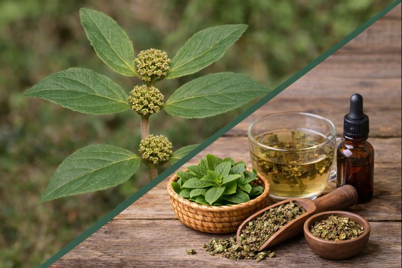 Imagem dividida na diagonal onde na parte superior esquerda está uma planta de erva de santa luzia com suas folhas verdes e pequenas com pequenos cachos com pequeninas flores de cor bege bem proximas ao caule e as folhas. Na parte inferior direita está as formas de uso como: folhas frescas e folhas secas ao lado de uma xícara de vidro com chá e um frasco de vidro com tintura de erva de santa luzia.