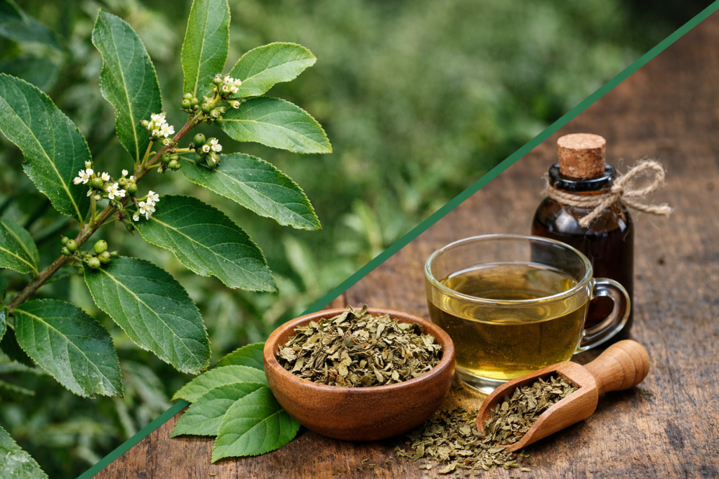 Imagem dividida na diagonal onde na parte superior esquerda esta uma ponta do galho da guaçatonga com folhas verdes para os dois lados do caule e com pequenas flores brancas bem próximas das folhas. No lado inferior direito está a guaçatonga e seus benefícios, um pote de madeira e um medidor com folhas secas e picadas, algumas folhas frescas, uma xícara de vidro com chá e um frasco de vidro com tintura de guaçatonga.