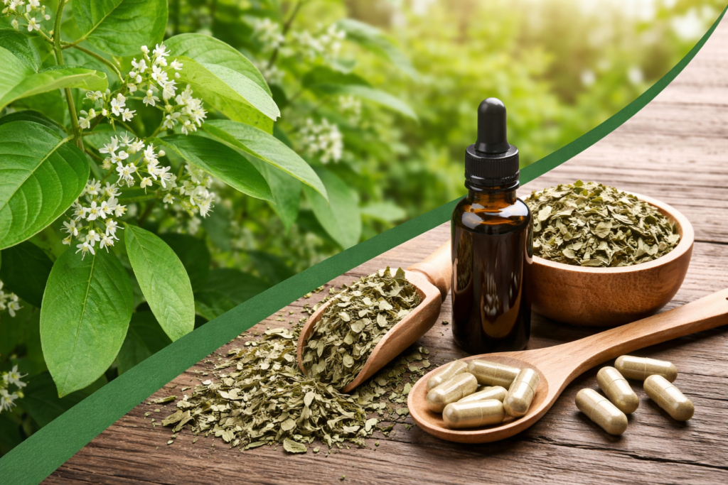 Imagem dividida na diagonal onde na parte superior esquerda está a planta Gymnema sylvestre com suas folhas verdes  e uns chachos pequenos de pequenas flores brancas. Na parte inferior direita está a gymnema sylvestre e seus benefícios, em uma colher de madeira e espalhadas algumas cápsulas, um frasco de vidro com tintura e um pote e um medidor de madeira cheios de folhas picadas de gymnema sylvestre para  chá.