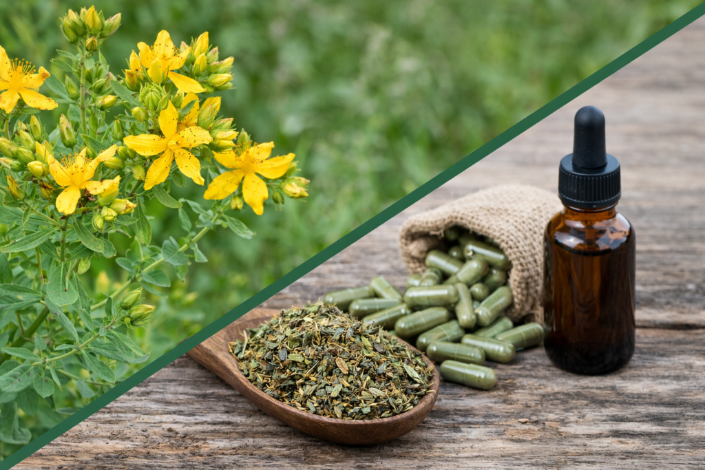 Imagem dividida na diagonal onde na parte superior esquerda está a planta de hipérico com suas folhas verdes e na ponta da hastes vários botões e flores amarelas com cinco pétalas bem abertas. Na parte inferior direita está o hipérico e seus benefícios em forma de extrato em um frasco de vidro, em cápsulas e em folhas secas e picadas para chá.