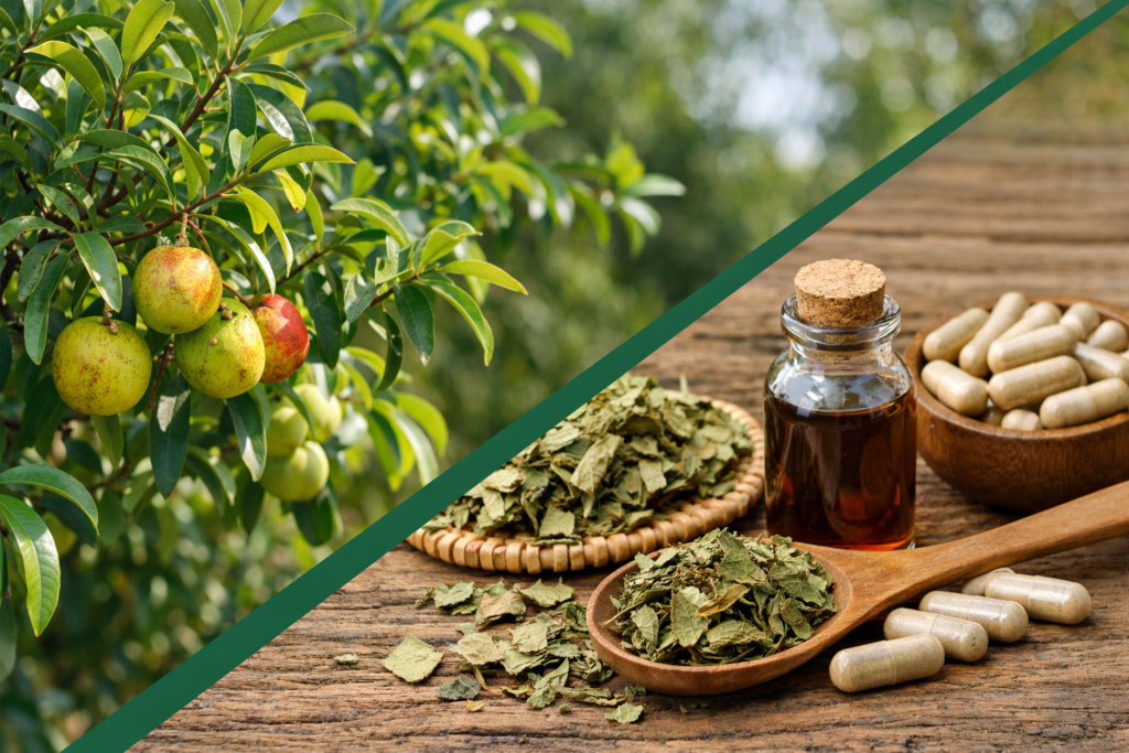 Imagem dividida na diagonal onde na parte superior esquerda está uma árvore de mangaba com suas folhas verdes, uns frutos aredondados verdes amarelados e uns frutos amarelados para vermelho. Na parte inferior direita está a mangaba e seus benefícios, um pote de madeira com cápsulas e algumas espalhadas, uma colher de madeira com folhas secas e picadas e várias espalhadas e um frasco de vidro com extrato de mangaba.