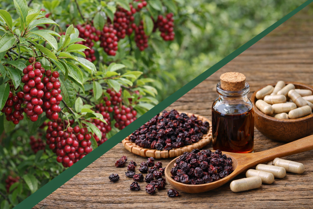 Imagem dividida na diagonal onde na parte superior esquerda está uma árvore de schisandra chinensis com folhas verdes e vários cachos com pequenos frutos redondos vermelhos. Na parte inferior direita está a schisandra chinensis e seus benefícios, frutos secos para chá, cápsulas e um frasco de vidro com tintura de schisandra chinensis.