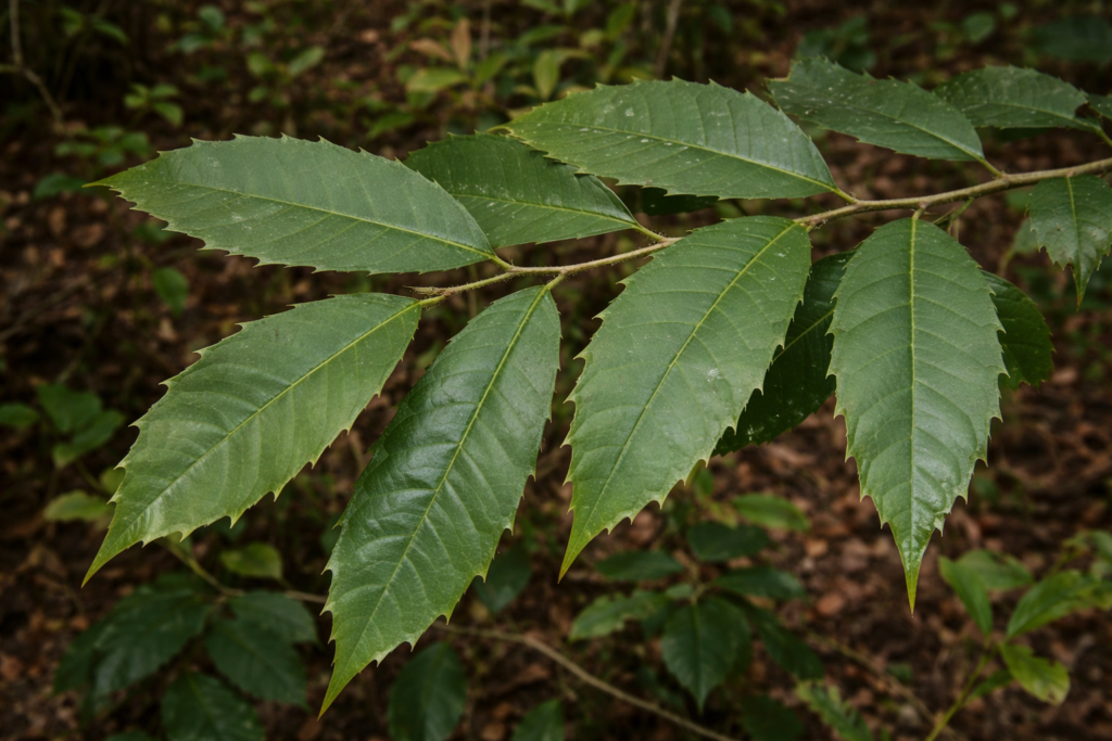 Imagem na natureza de uma ponta de galho com folhas verdes com espinhos irregulares nas bordas da espinheira santa falsa.