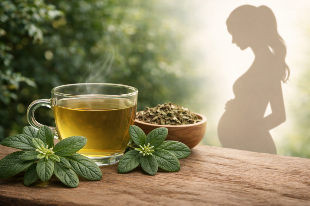 Sobre uma mesa de madeira uma xícara de vidro com chá e dos lados folhas frescas de boldo e um pote de madeira com boldo seco, ao lado uma silhueta de uma mulher grávida para representar se pode usar boldo na gravidez.