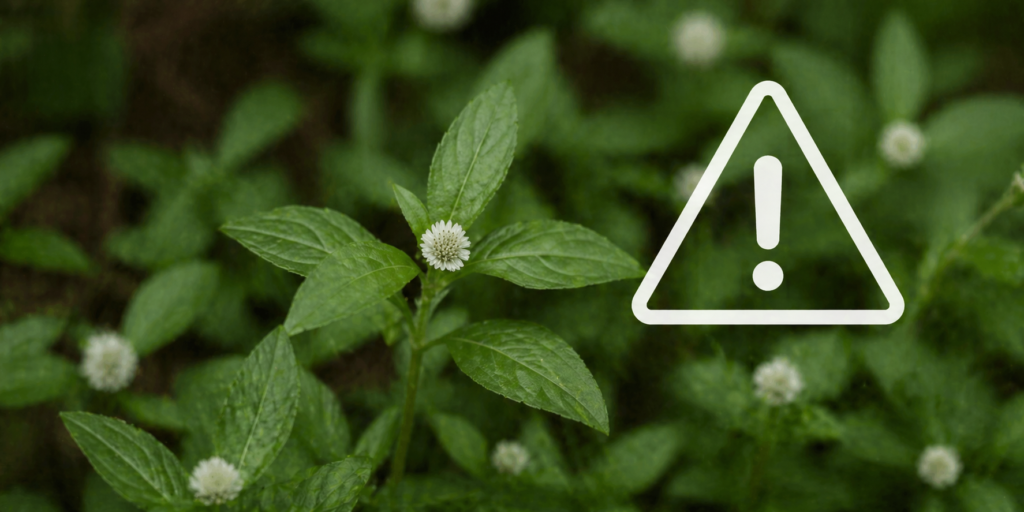 Imagem para ilustrar contraindicações da erva-botão, com plantas de erva botão com folhas verdes e flores brancas e um símbolo de atenção para chamar atenção.