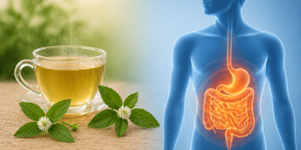 Imagem para ilustrar erva botão para digestão, uma xícara de vidro com chá e dois ramos de erva botão com suas folhas verdes e flores brancas e ao lado uma silhueta humana em destaque em vermelho para o sistema digestivo.