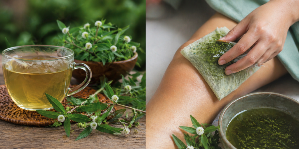 Imagem dividida em duas, a esquerda uma xícara de vidro com chá e a lado ramos frescos com folhas verdes e flores brancas de erva botão, a direita uma pessoa segurando sobre a perna uma compressa que foi feita de erva botão, representando assim formas de usar a erva-botão.