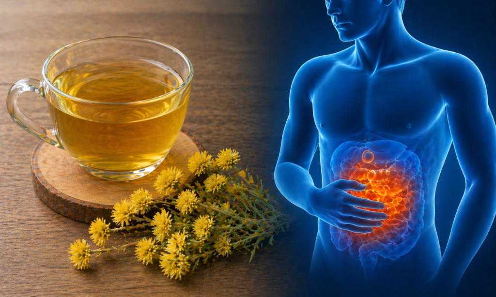 Uma xícara de vidro e na frente algumas flores frescas de marcela, ao lado uma silhueta humana com destaque em vermelho para os intestinos para representar se marcela para gases e inchaço abdominal funciona mesmo.